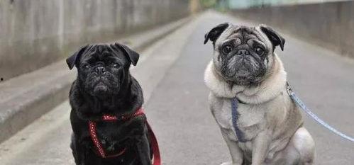 巴哥最新爆料事件,揭秘娱乐圈惊人内幕