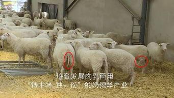 育肥羊爆料视频最新版,行业黑幕与真相大曝光